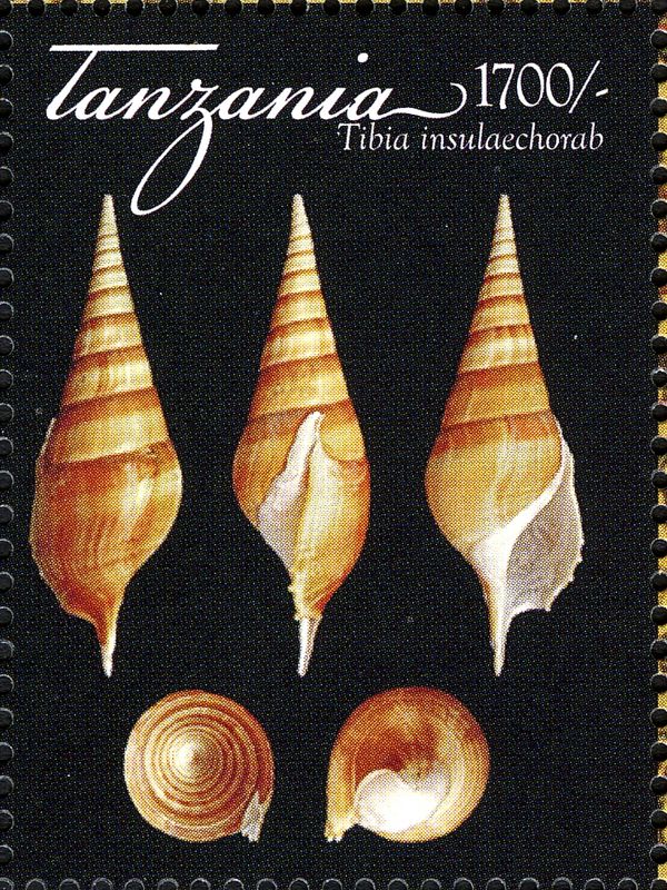 Arabian Tibia (Tibia insulaechorab)
