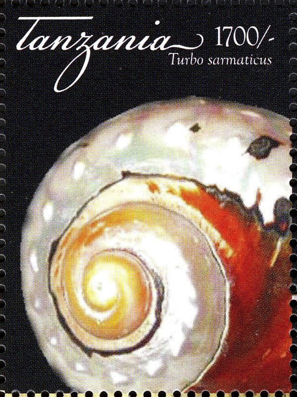 South African Turban (Turbo sarmaticus)