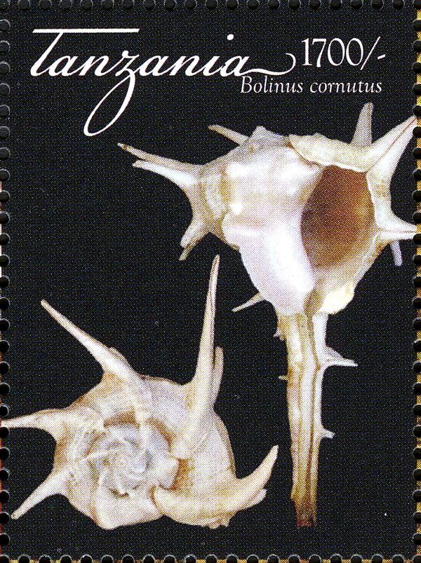 Horned Murex (Bolinus cornutus)