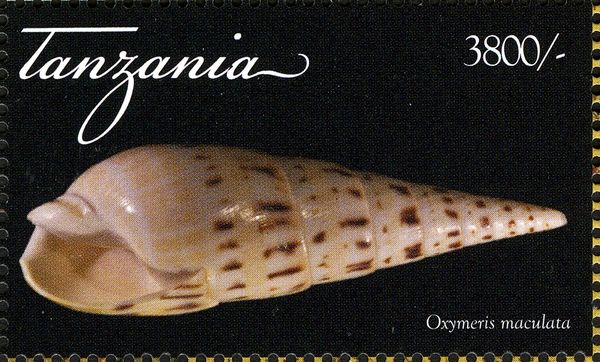 Crenulate Auger (Oxymeris maculata)