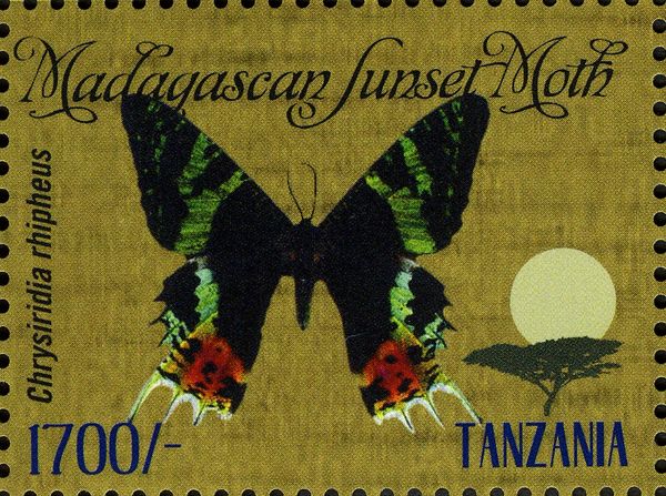 Madagascan Sunset Moth (Chrysiridia rhipheus)