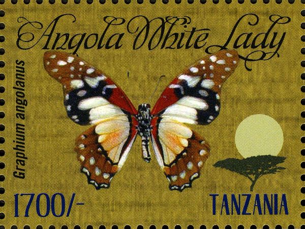 Angla White Lady (Graphium angolanus)