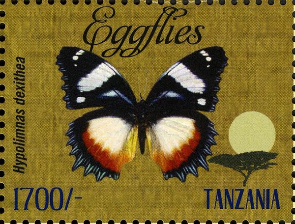 Madagascar Diadem (Hypolimnas dexithea)