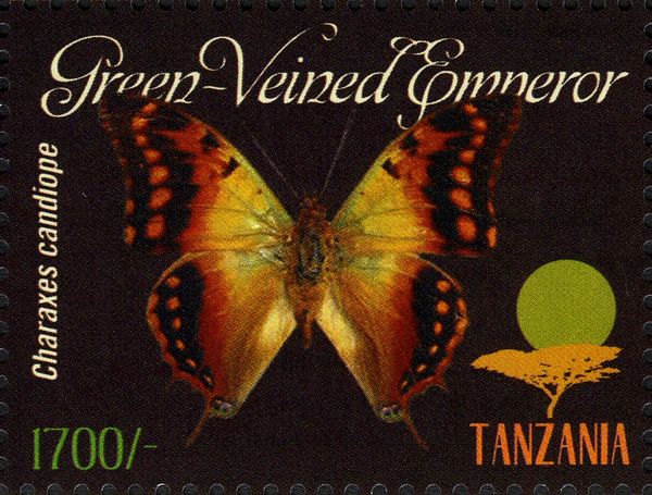 Green-veined Charaxes (Charaxes candiope)