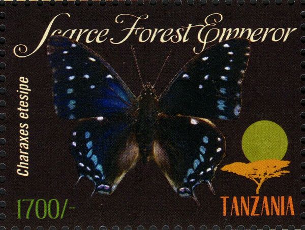 Western Blue Charaxes (Charaxes smaragdalis)