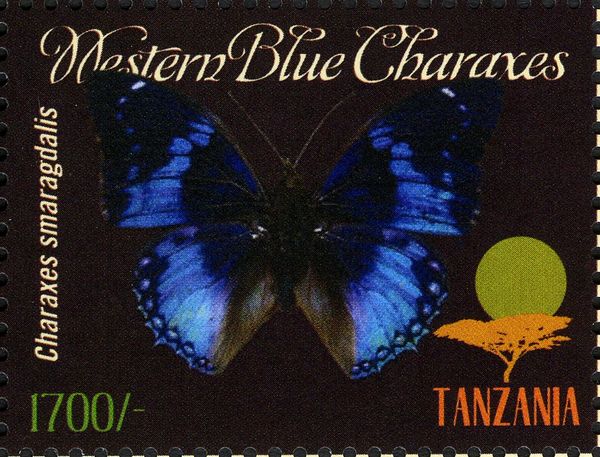 Savannah Charaxes (Charaxes etesipe)