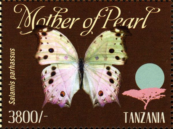 Forest Mother-of-pearl (Salamis parhassus)