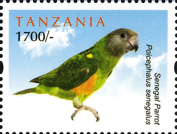 Senegal Parrot (Poicephalus senegalus) 