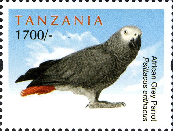 Grey Parrot (Psittacus erithacus)