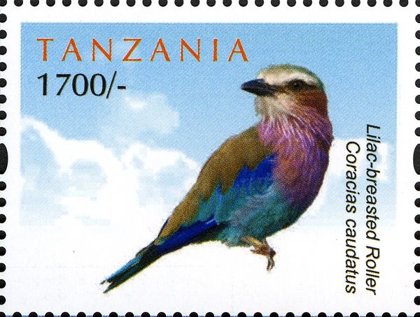 Lilac-breasted Roller (Coracias caudatus)