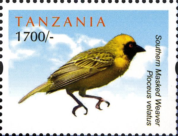Southern Masked Weaver (Ploceus velatus)