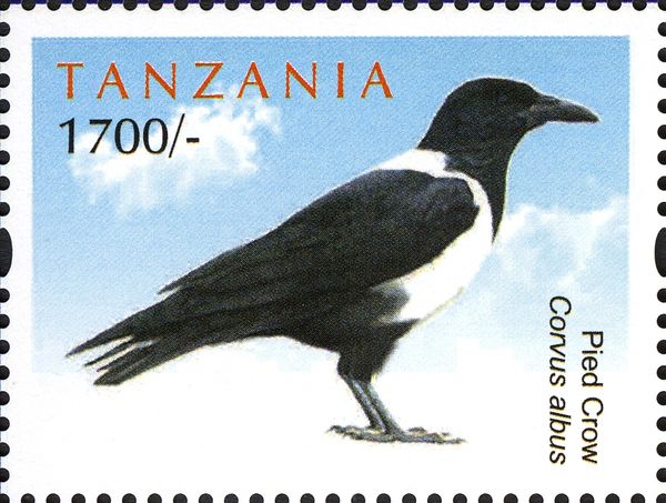 Pied Crow (Corvus albus)