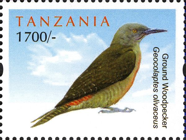 Ground Woodpecker (Geocolaptes olivaceus)