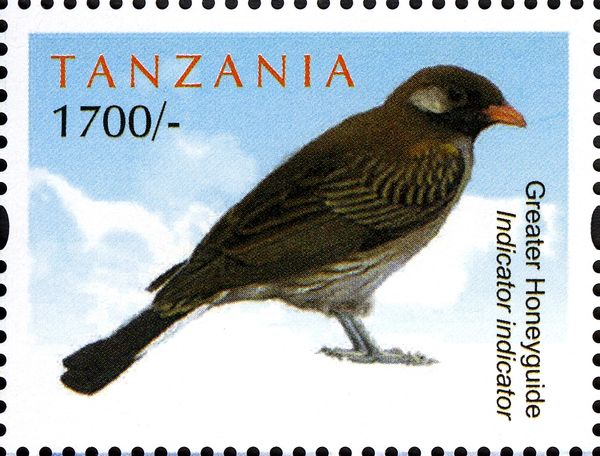 Greater Honeyguide (Indicator indicator)