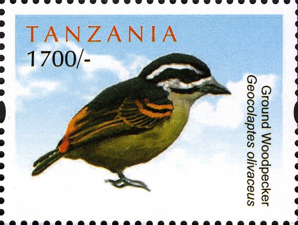 "Ground Woodpecker - Geocolapted olivaceus" -see Description