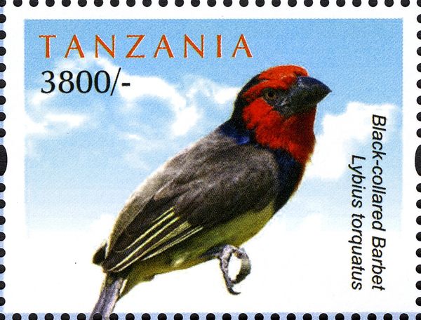 Black-collared Barbet (Lybius torquatus)