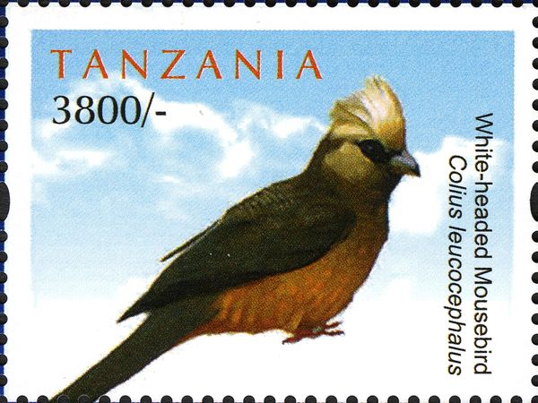 White-headed Mousebird (Colius leucocephalus)