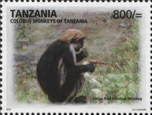 Iringa red colobus monkey (Piliocolobus gordonorum)