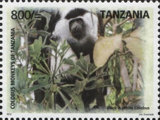 Black & White Colobus (Colobus guereza)