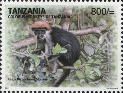 Iringa red colobus monkey (Piliocolobus gordonorum)