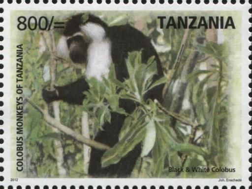 Black & White Colobus (Colobus guereza) (see Description)