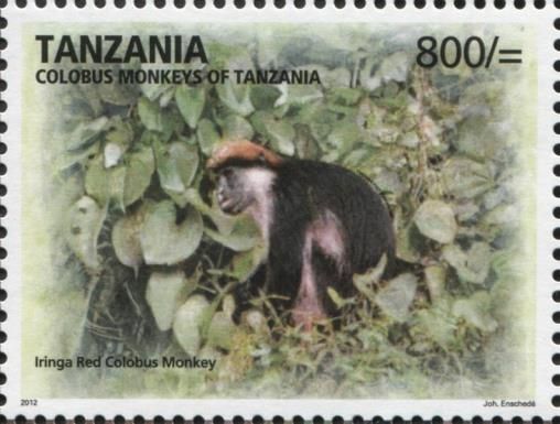 Iringa red colobus monkey (Piliocolobus gordonorum)