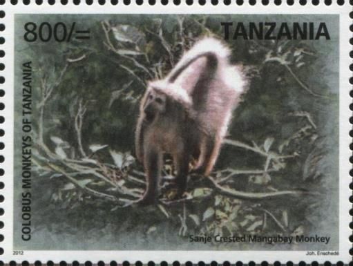 Sanje Crested Mangabey Monkey (Cercocebus galeritus)