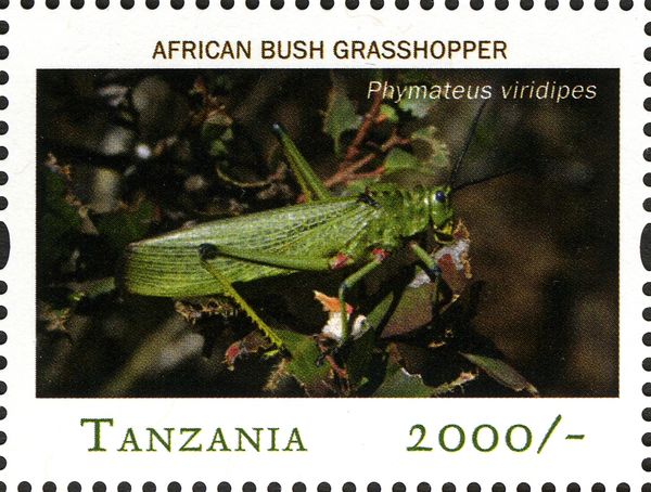 Green Milkweed Locust (Phymateus viridipes)