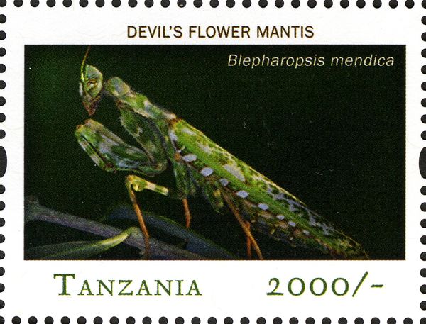 Thistle Mantis (Blepharopsis mendica)