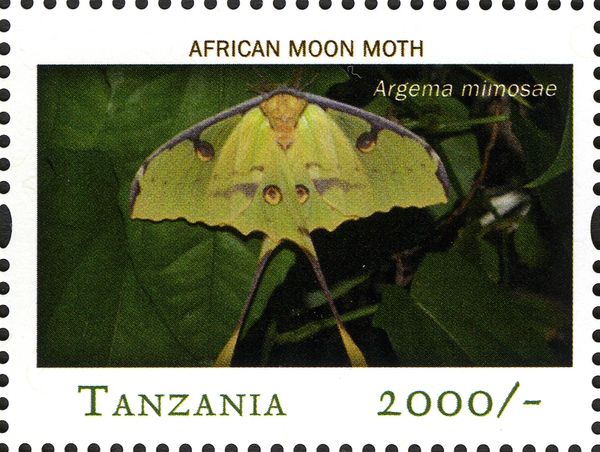 African Moon Moth (Argema mimosae)