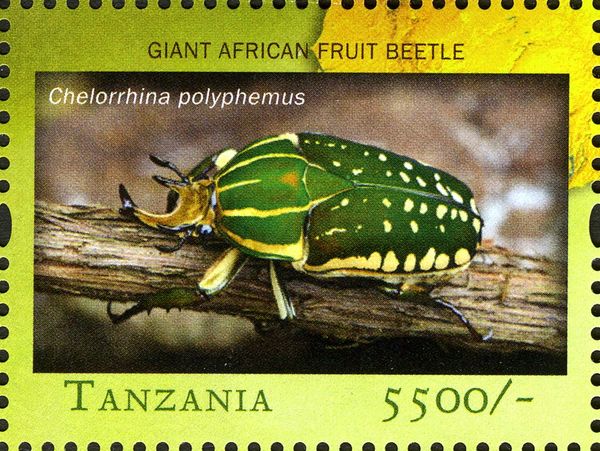 Giant African Fruit Beetle (Chelorrhina polyphemus)