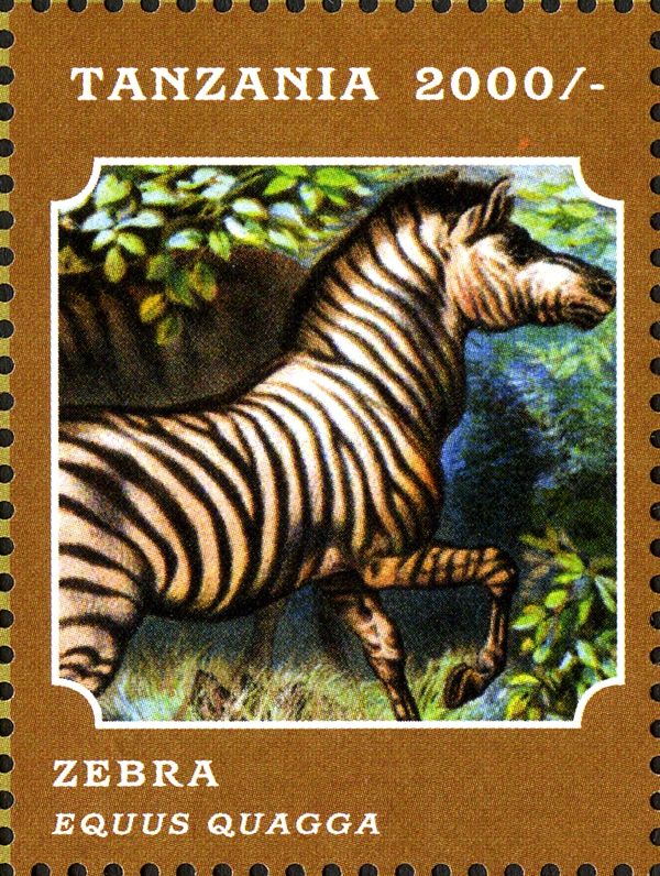 Plains Zebra (Equus quagga)