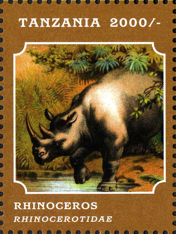 Black Rhinoceros (Diceros bicornis)