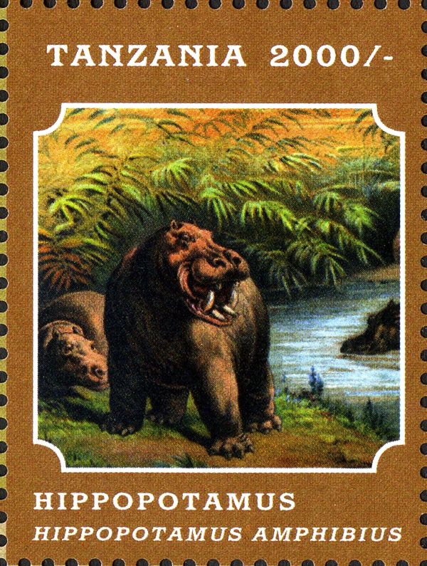 Hippopotamus (Hippopotamus amphibius)