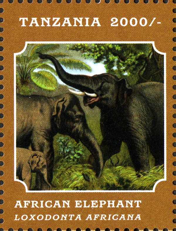 African Elephant (Loxodonta africana)