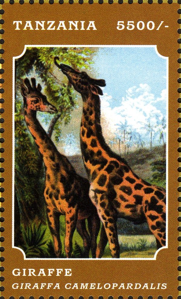 Giraffe (Giraffa camelopardalis)