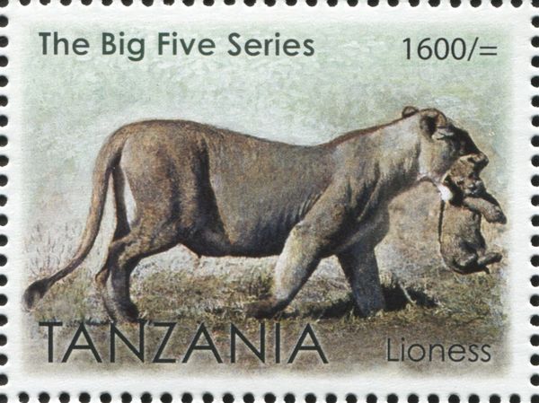 Lioness (Panthera leo)