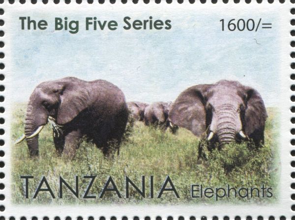 Elephants (Loxodonta africana)