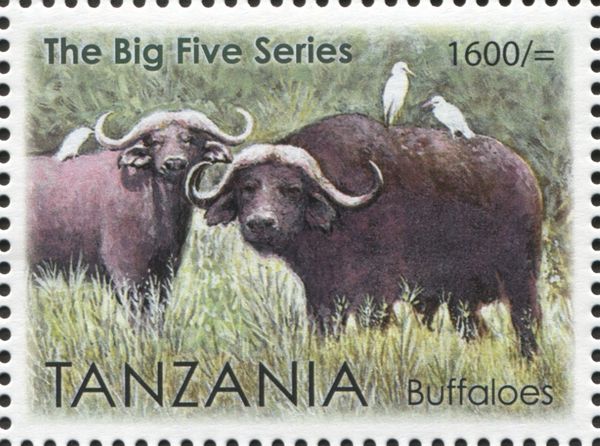 Buffaloes (Syncerus caffer)