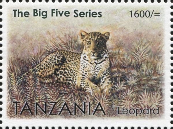 Leopard (Panthera pardus)