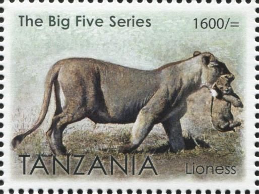 Lioness (Panthera leo)