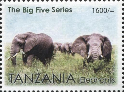 Elephants (Loxodonta africana)
