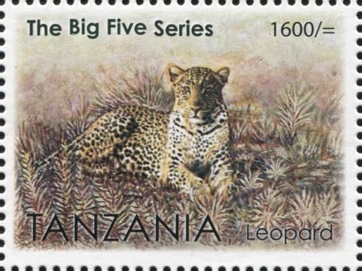 Leopard (Panthera pardus)