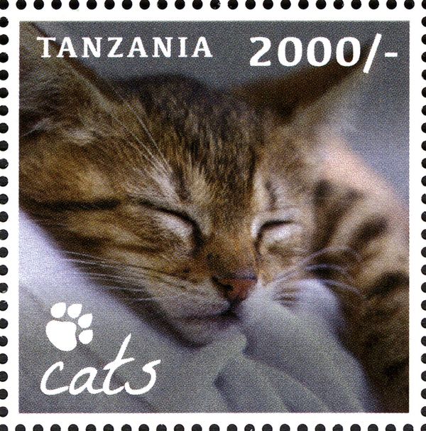 Domestic Cat (Felis silvestris catus)