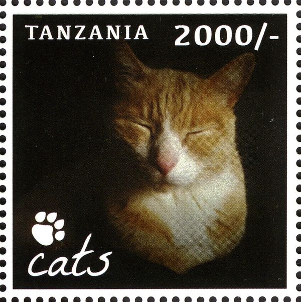 Domestic Cat (Felis silvestris catus)