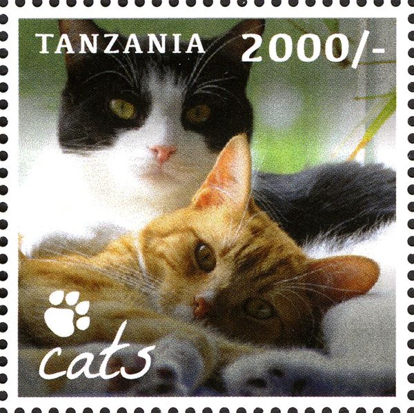 Domestic Cat (Felis silvestris catus)