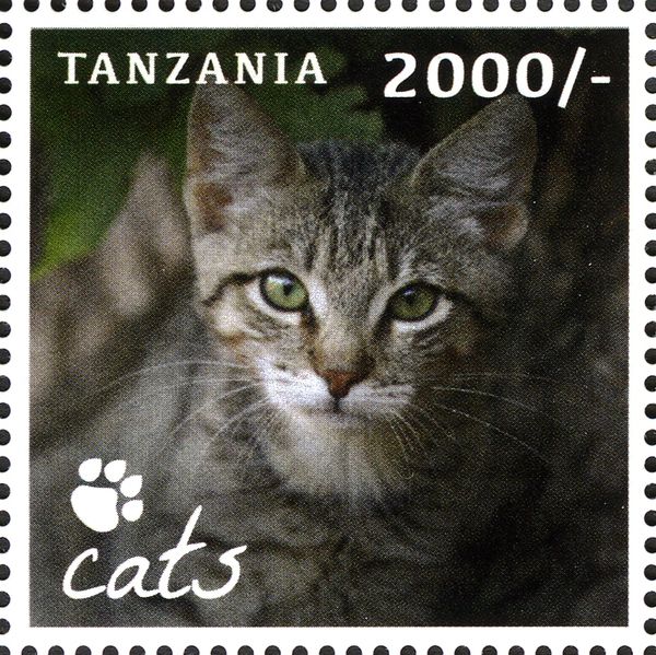 Domestic Cat (Felis silvestris catus)