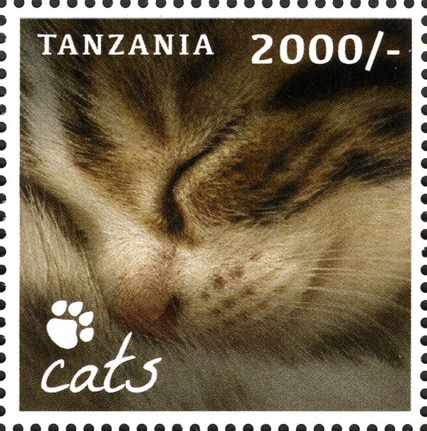 Domestic Cat (Felis silvestris catus)