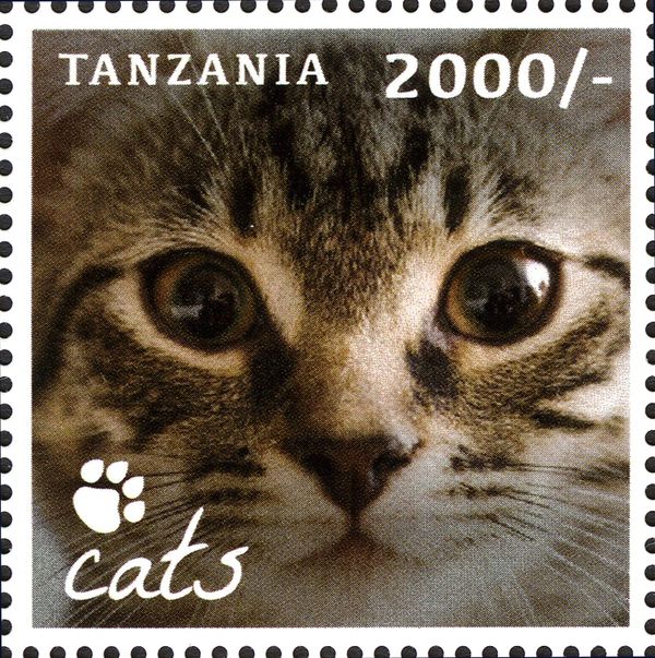 Domestic Cat (Felis silvestris catus)