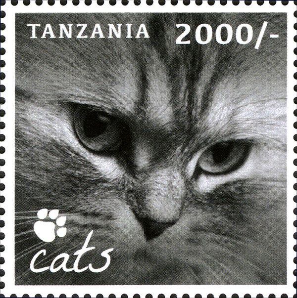 Domestic Cat (Felis silvestris catus)